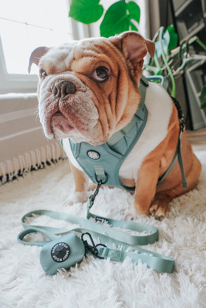 Dog Four Piece Bundle - Sage