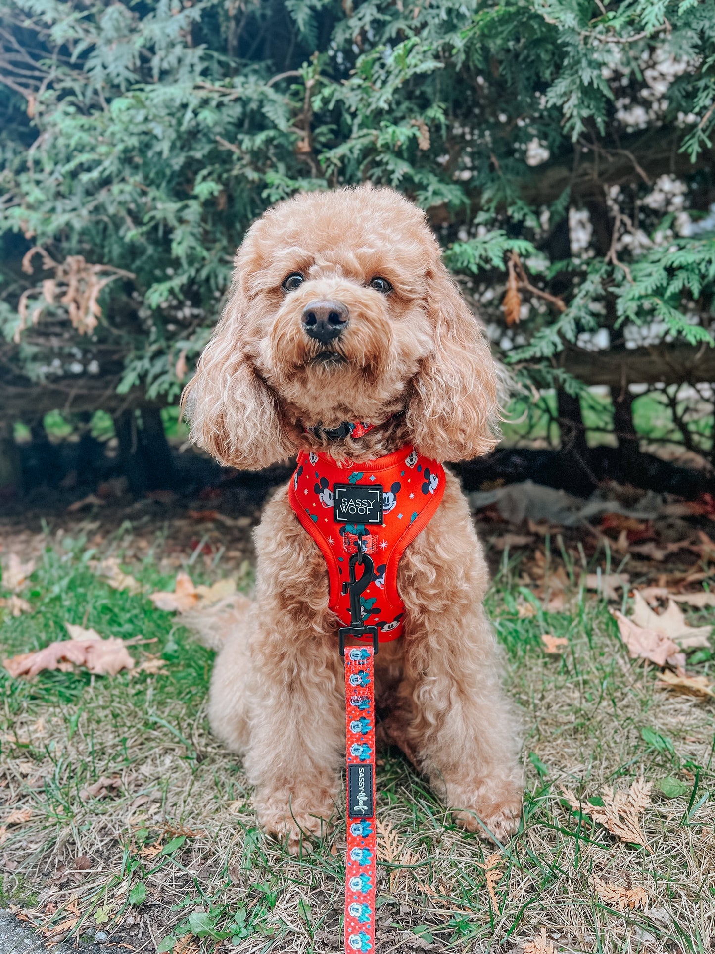 Dog Two Piece Bundle -  Disney Holiday Collection