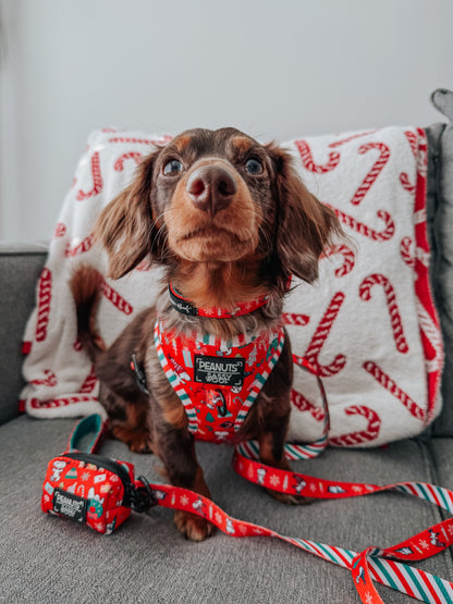 Dog Collar Three Piece Bundle - Peanuts™ Beagle Bells