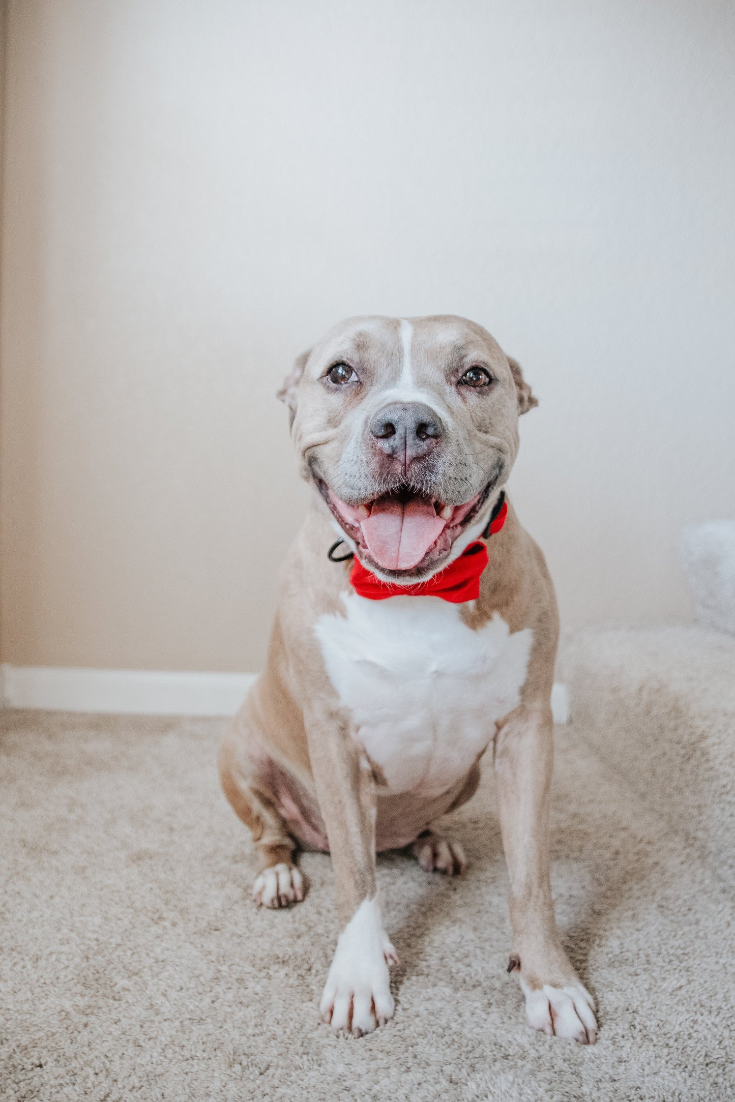 Dog Bowtie - Naughty