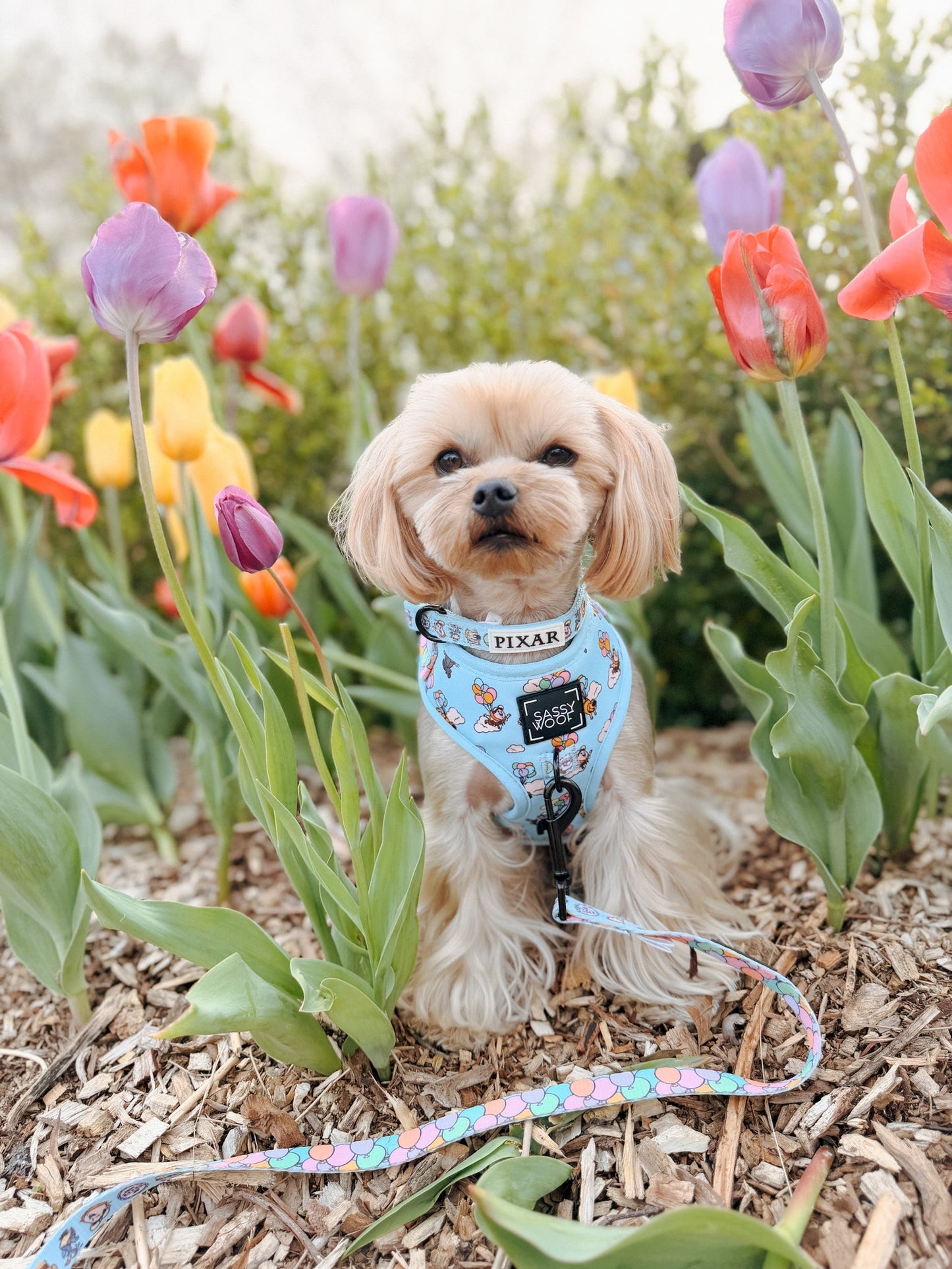 Dog Two Piece Bundle - Disney and Pixar's Up