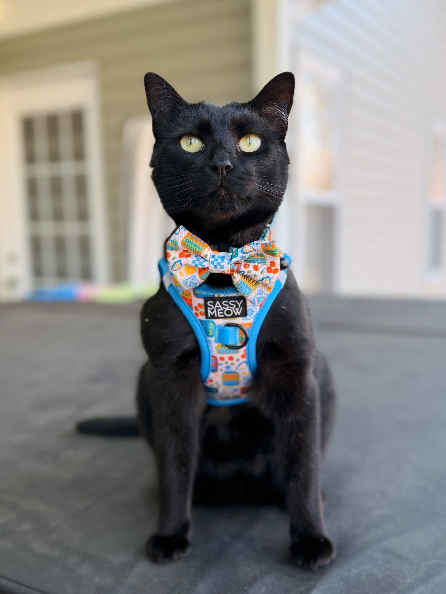 Cat Bowtie - Portofino