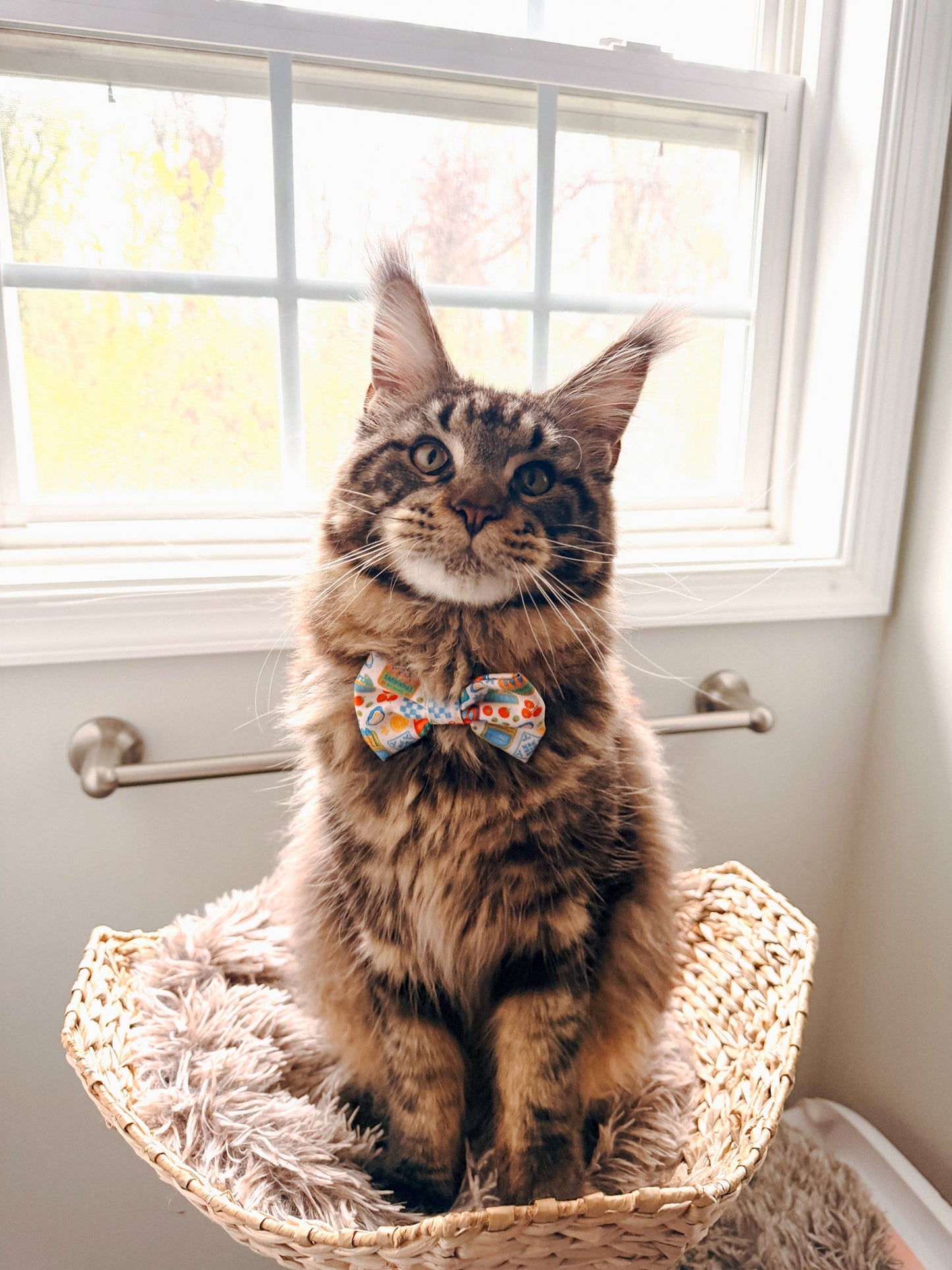 Cat Bowtie - Portofino