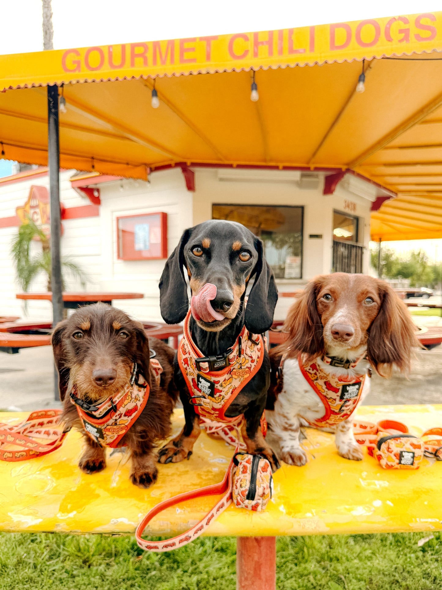 Dog Adjustable Harness - Hot Dawg