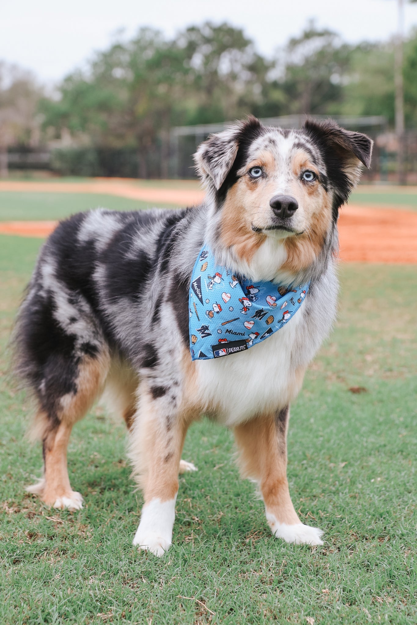 Dog Bandana - MLB™ x Peanuts™ Miami Marlins™