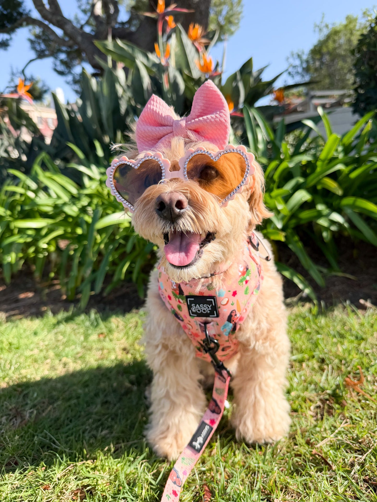 Dog Adjustable Harness - Disney's Moana