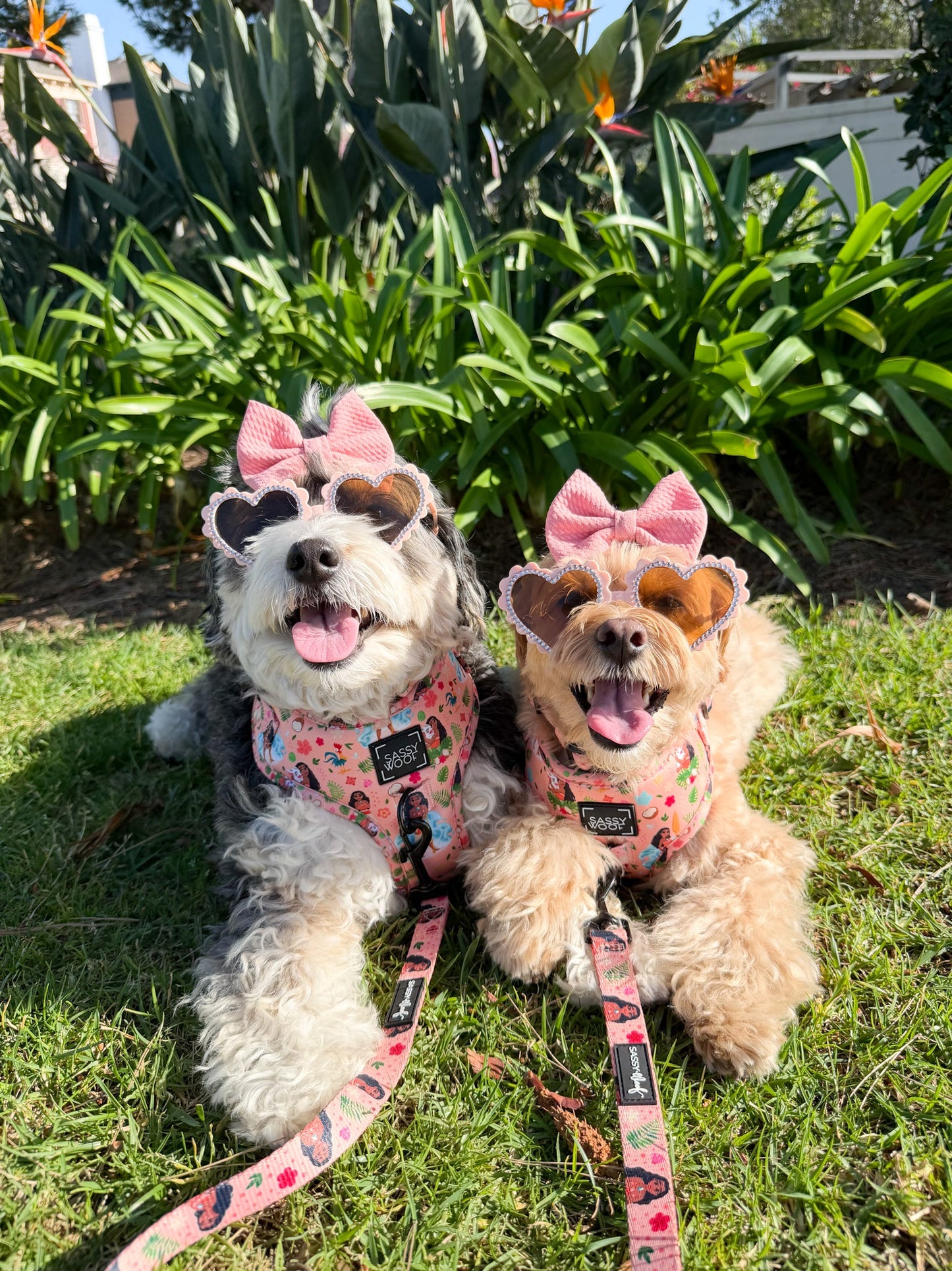 Dog Adjustable Harness - Disney's Moana