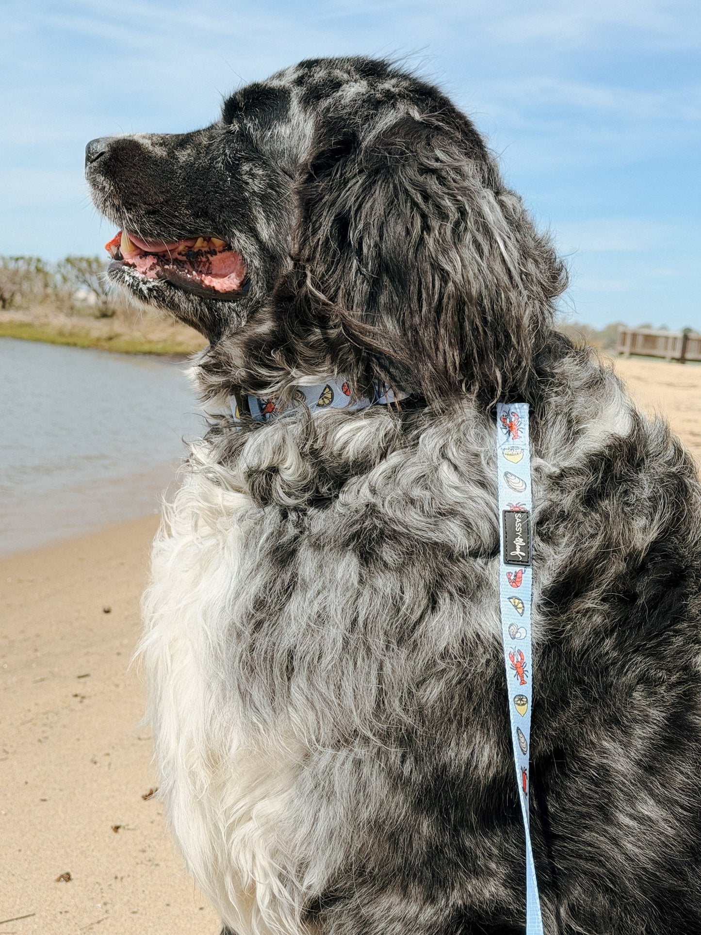 Dog Collar - Coastal Cuties