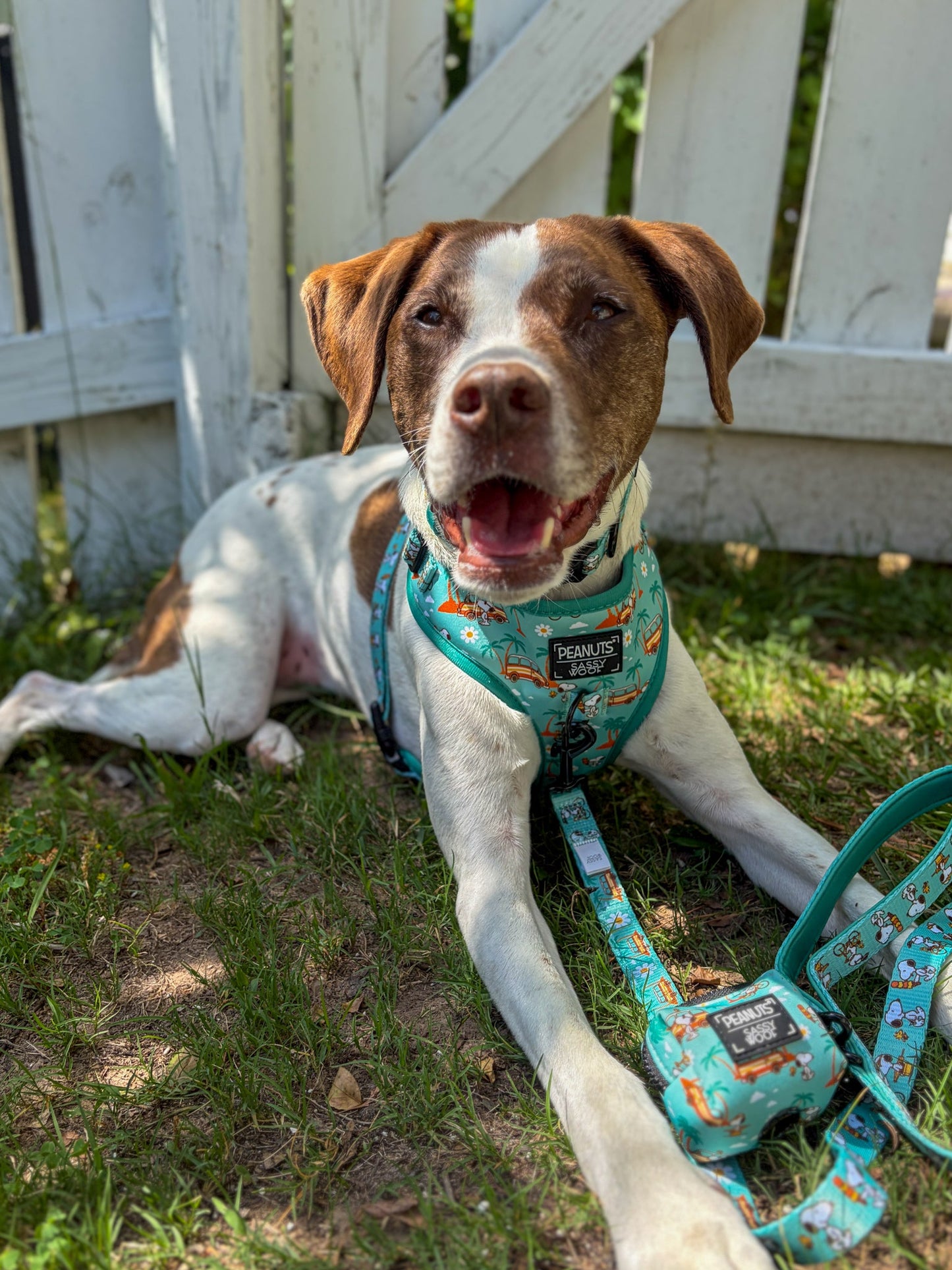 Dog Collar Three Piece Bundle - Peanuts™ Road Tripping