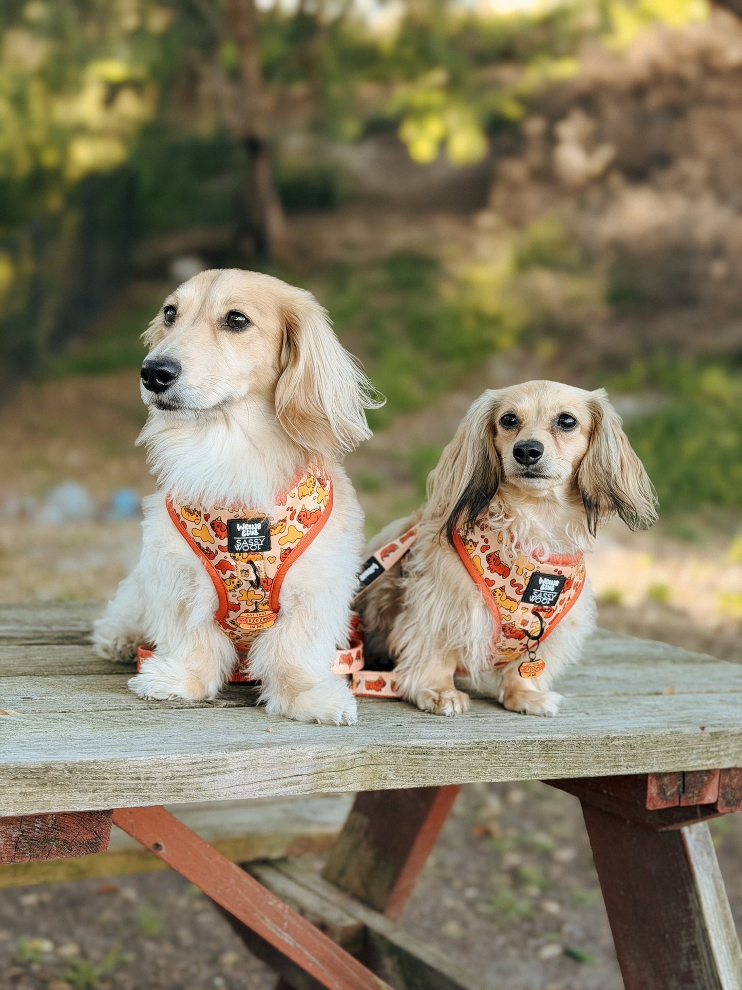 Dog Two Piece Bundle - Hot Dawg