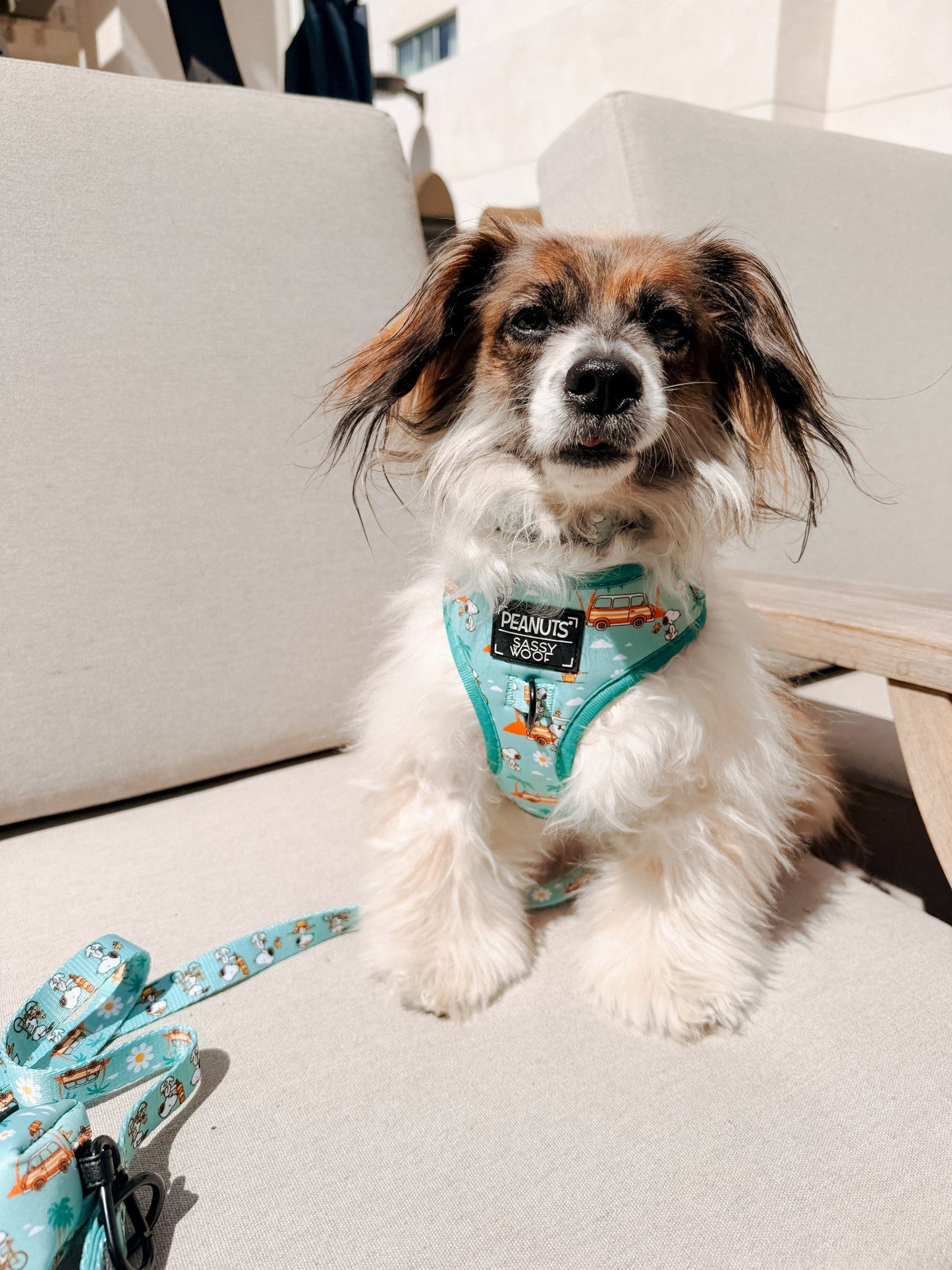 Dog Collar Three Piece Bundle - Peanuts™ Road Tripping