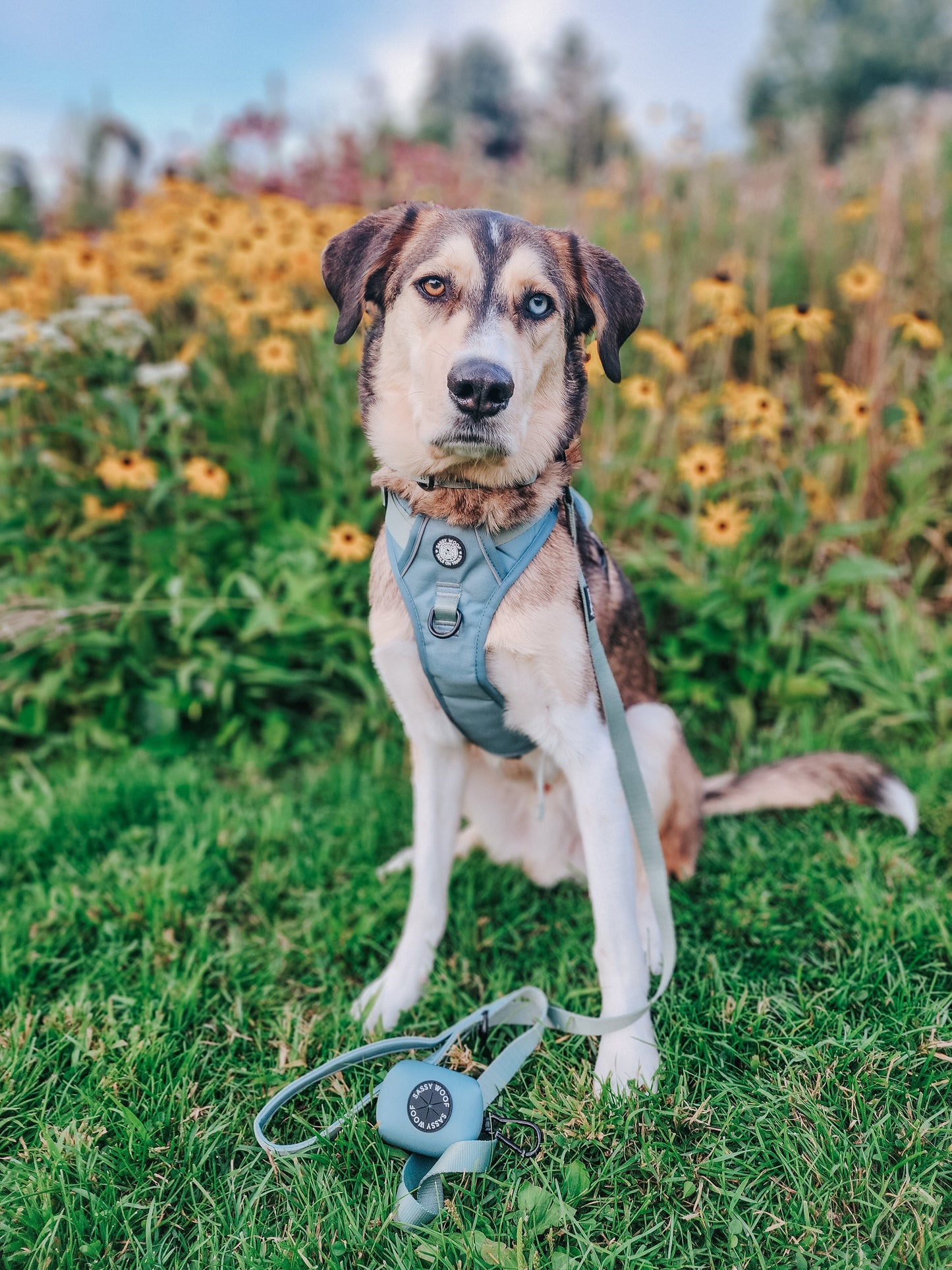 Dog Four Piece Bundle - Sage