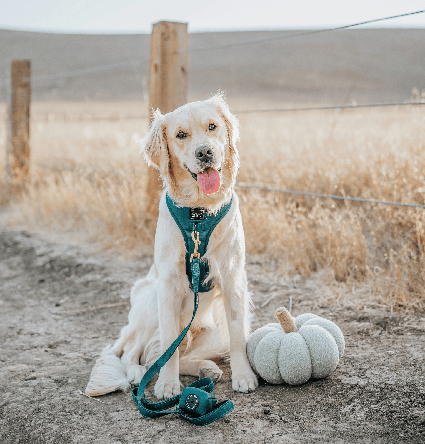 Dog Four Piece Bundle - Forest