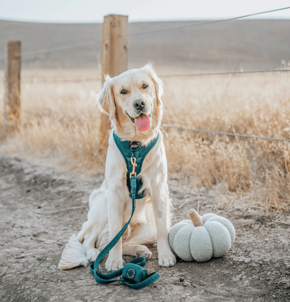 Dog Four Piece Bundle - Forest