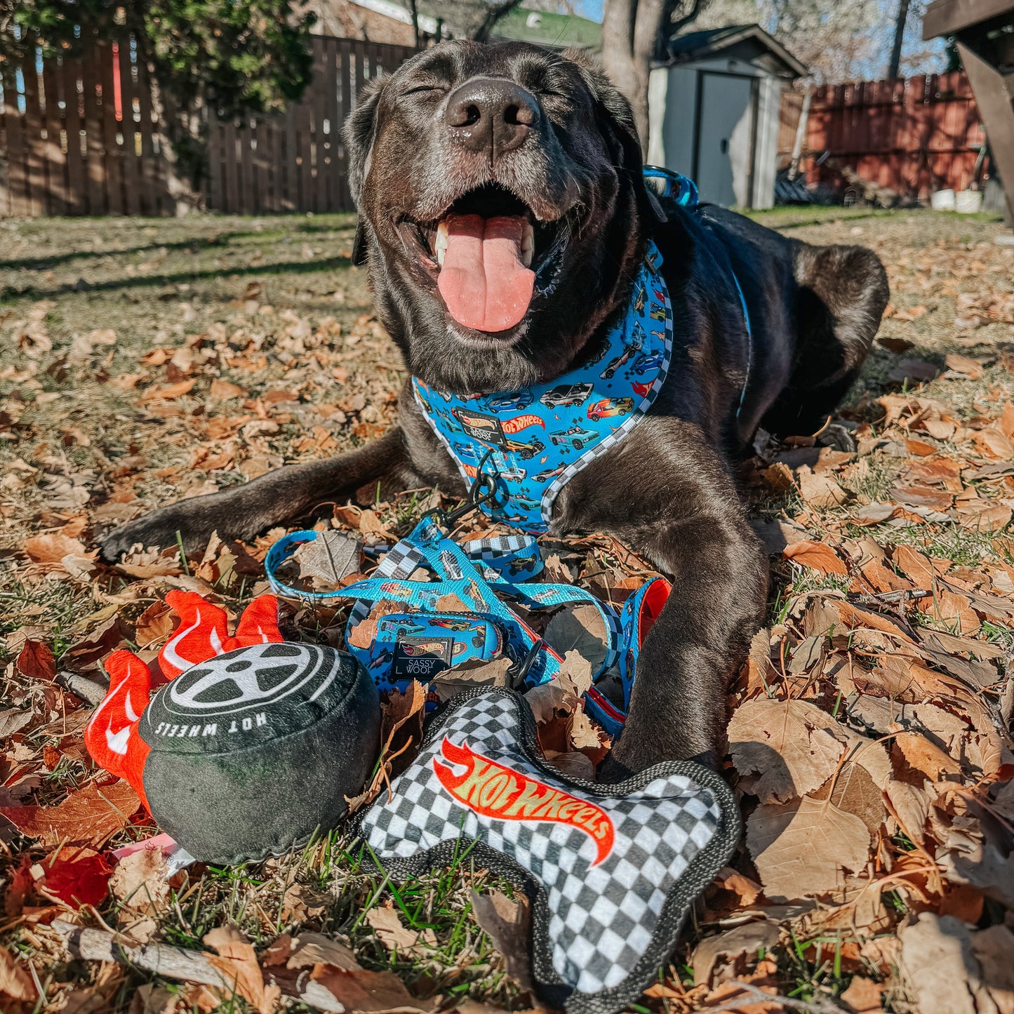 Dog Toy - Hot Wheels™