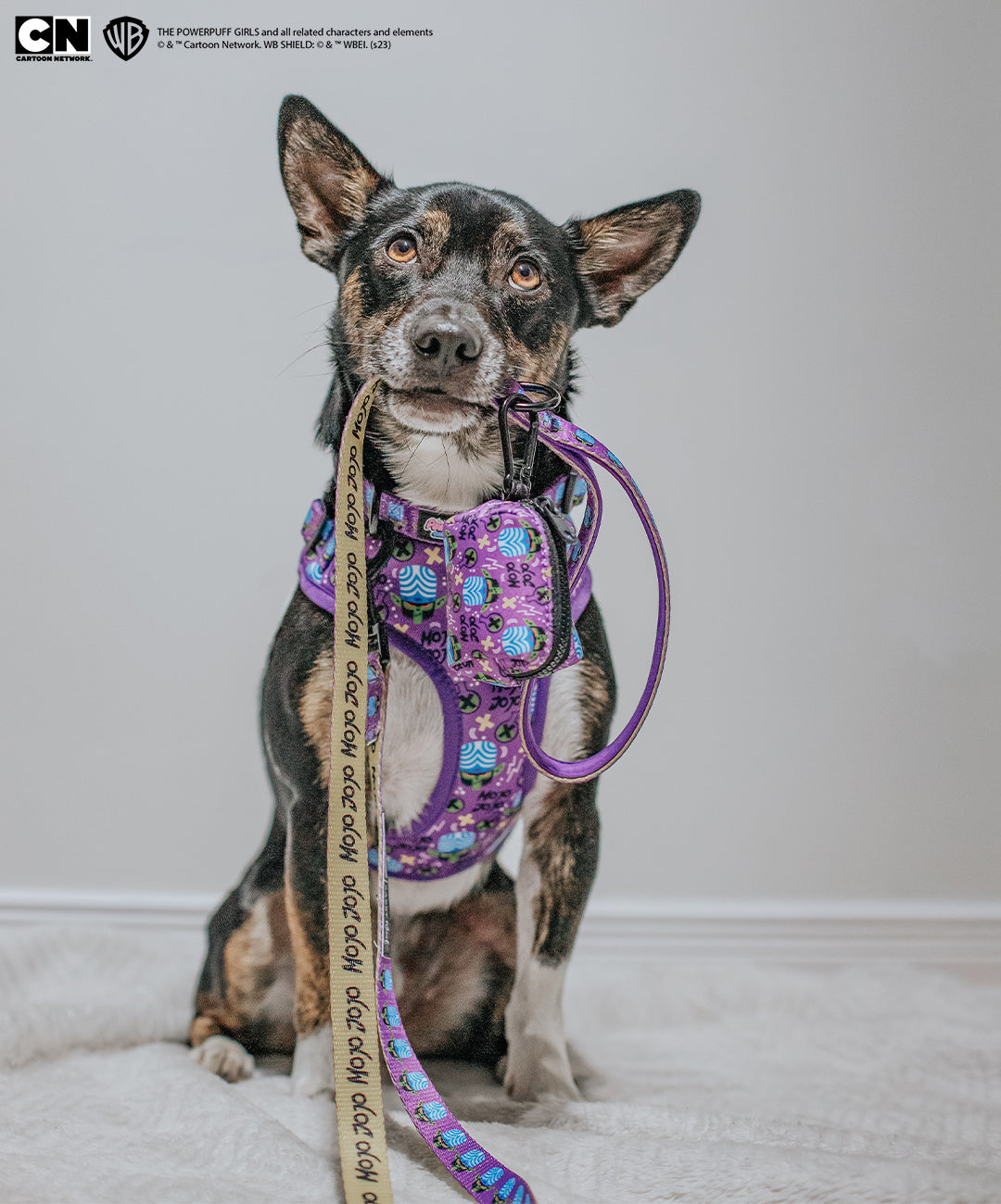 Dog Four Piece Bundle - Mojo Jojo™