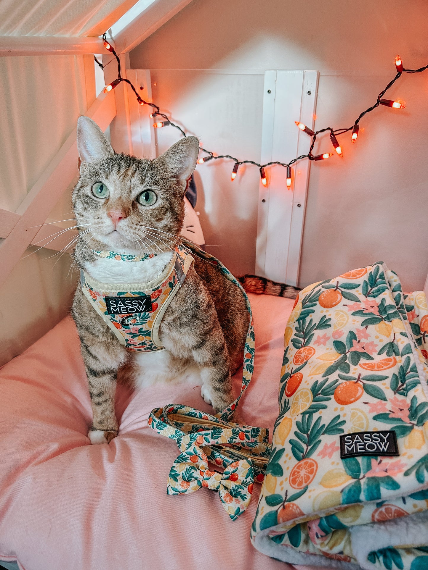 Cat Bundle - Zest Friends
