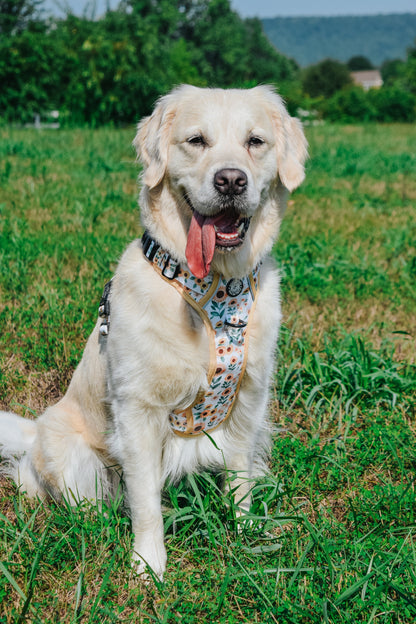 Dog Four Piece Bundle - Sunflower Dreams