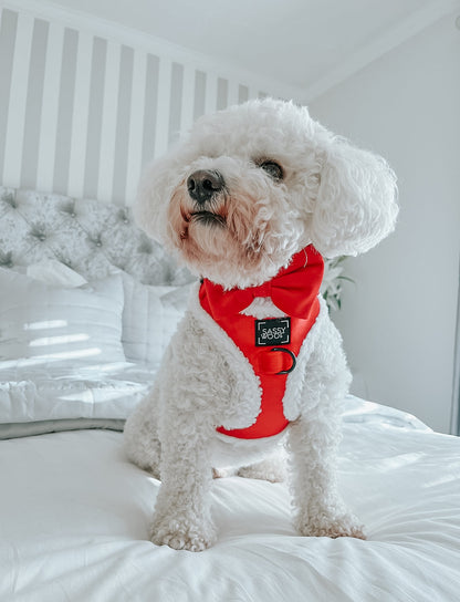 Dog Bowtie - Naughty
