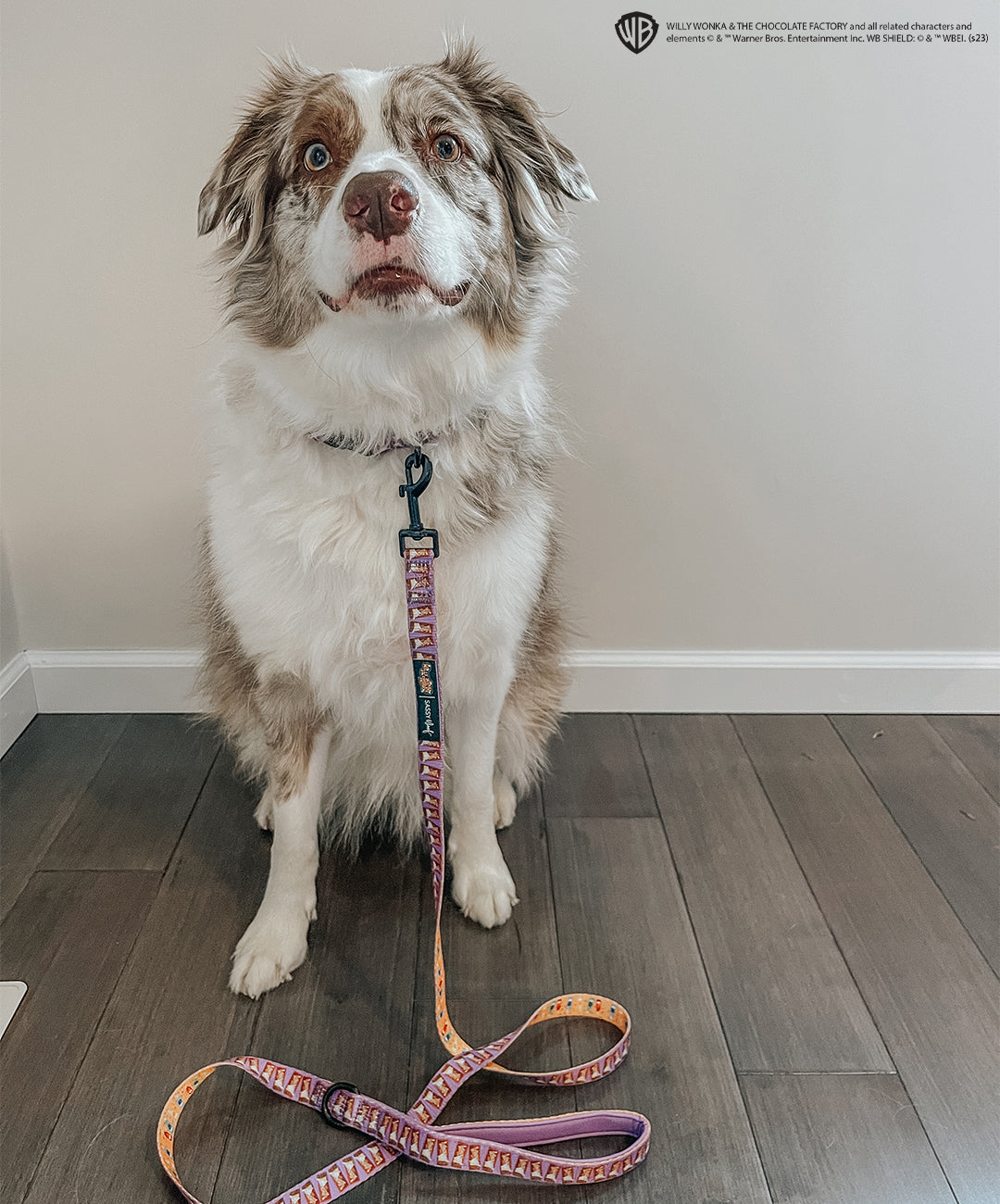 Dog Leash - Willy Wonka & The Chocolate Factory™