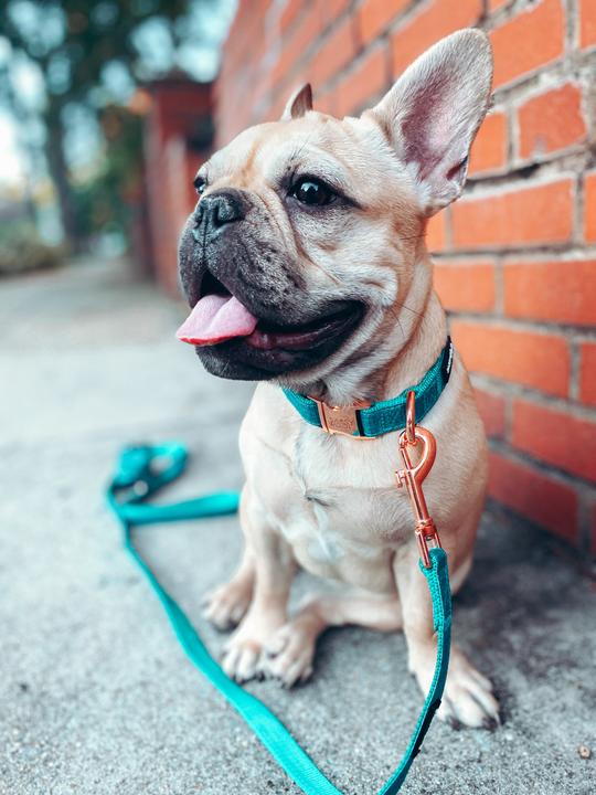 Dog Collar Three Piece Bundle - Napa