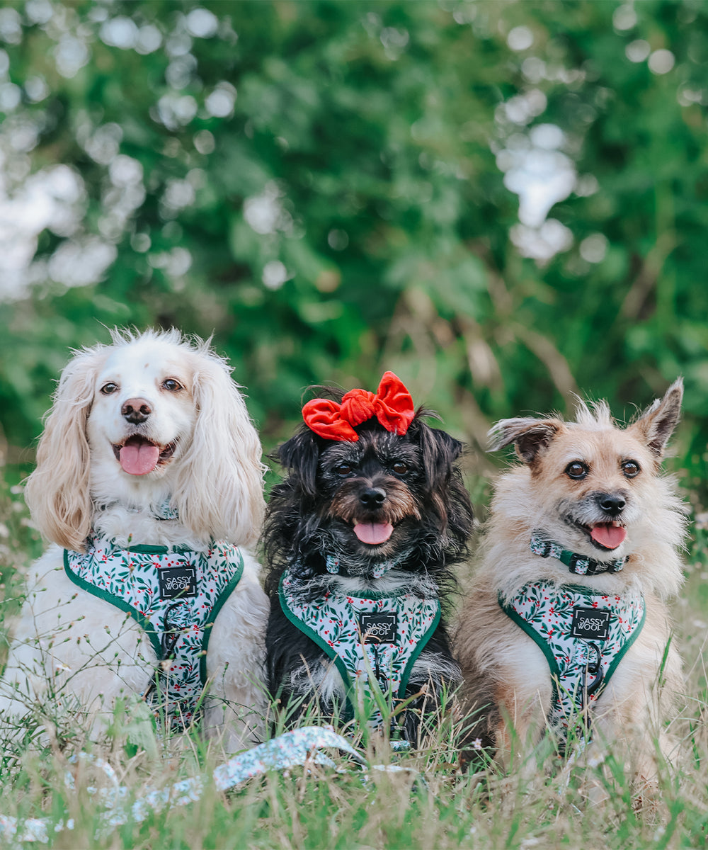 Dog Four Piece Bundle - Under the Mistletoe