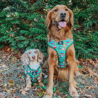 Dog Four Piece Bundle - Elf™