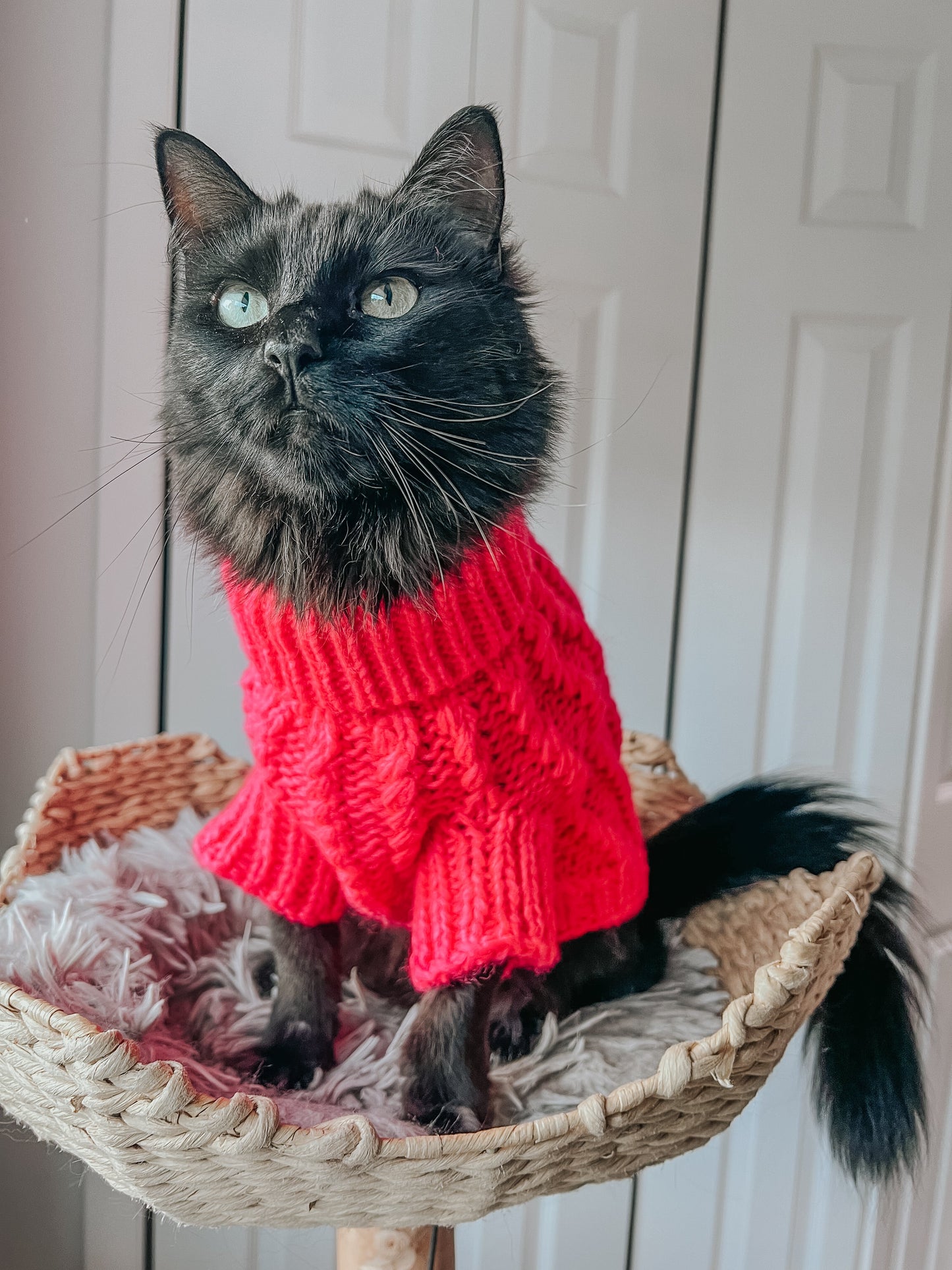 Pet Cable Knit Sweater - Hot Pink