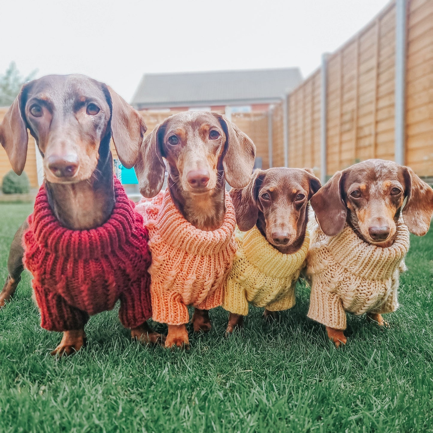 Pet Cable Knit Sweater - Yellow