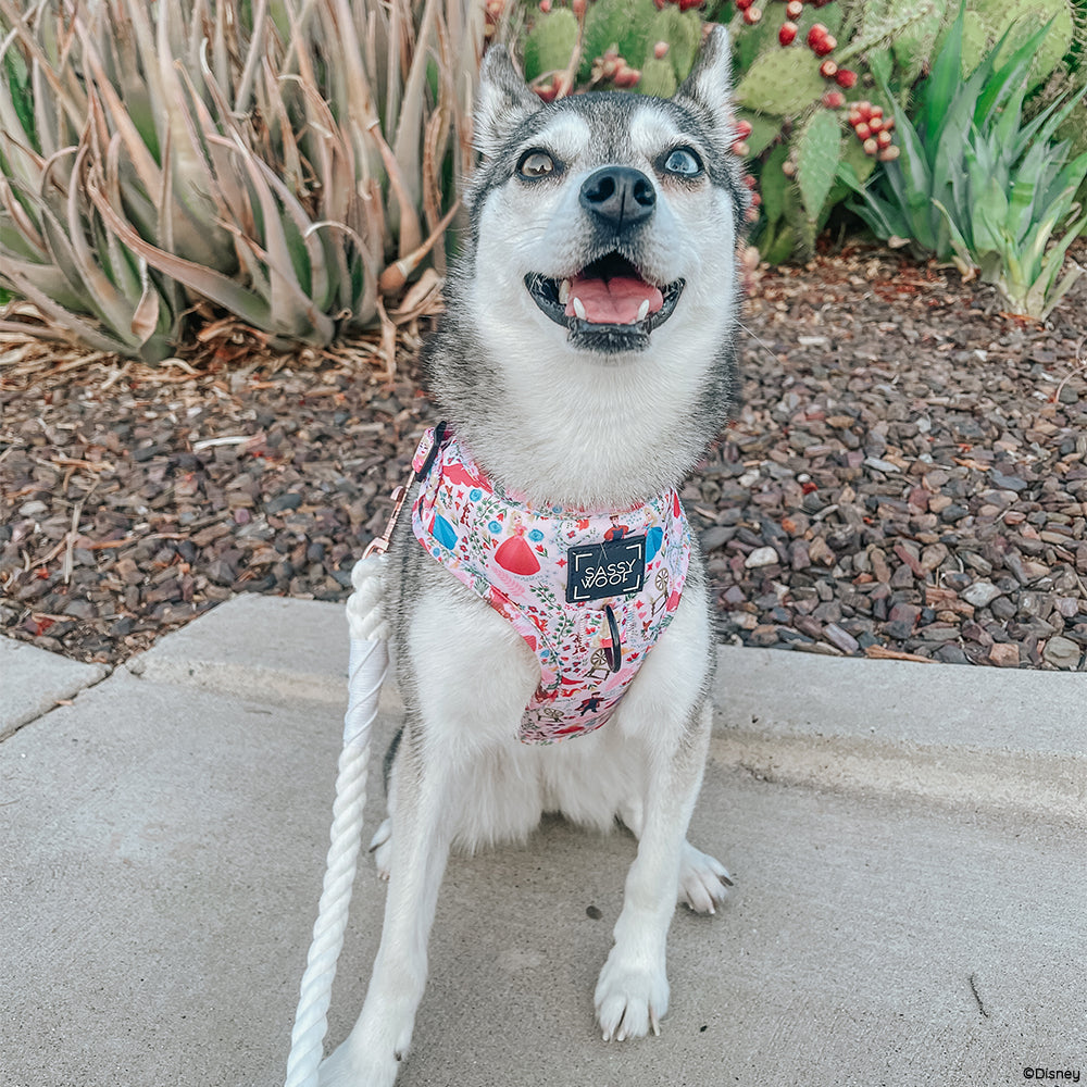 Dog Two Piece Bundle - Disney's Aurora