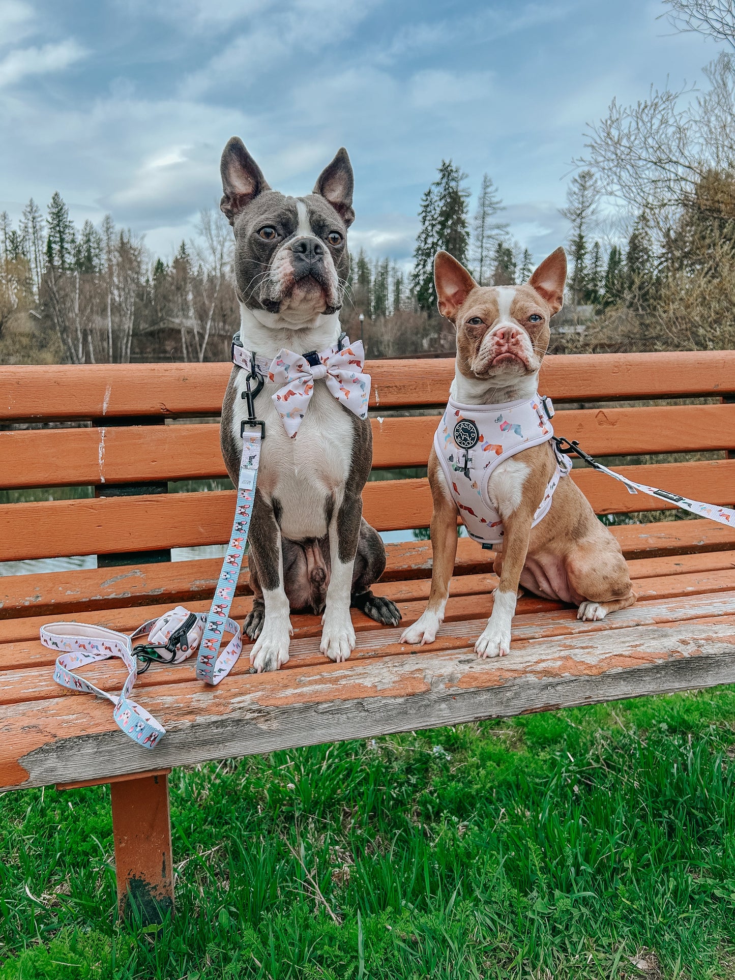 Dog Sailor Bow - Bold Boston Terriers