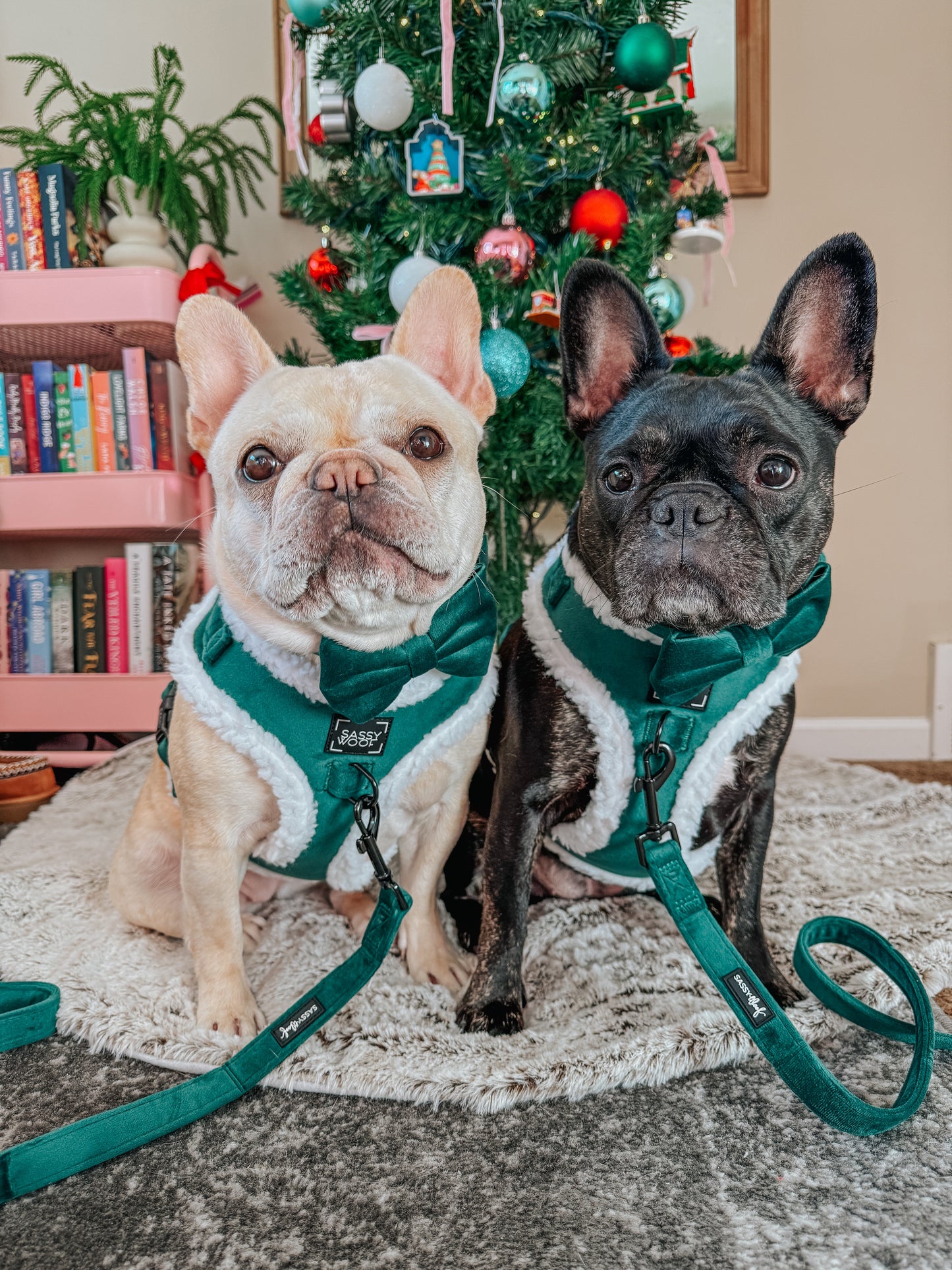 Dog Three Piece Bundle - Nice