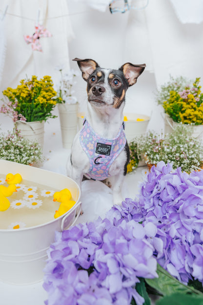 Dog Two Piece Bundle - Fleur de Sass