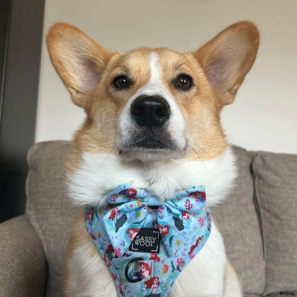 Dog Two Piece Bundle - Disney's Ariel