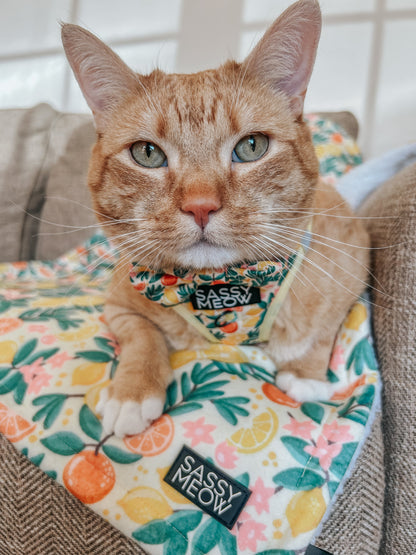 Pet Blanket - Zest Friends