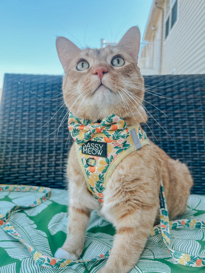 Cat Bundle - Zest Friends