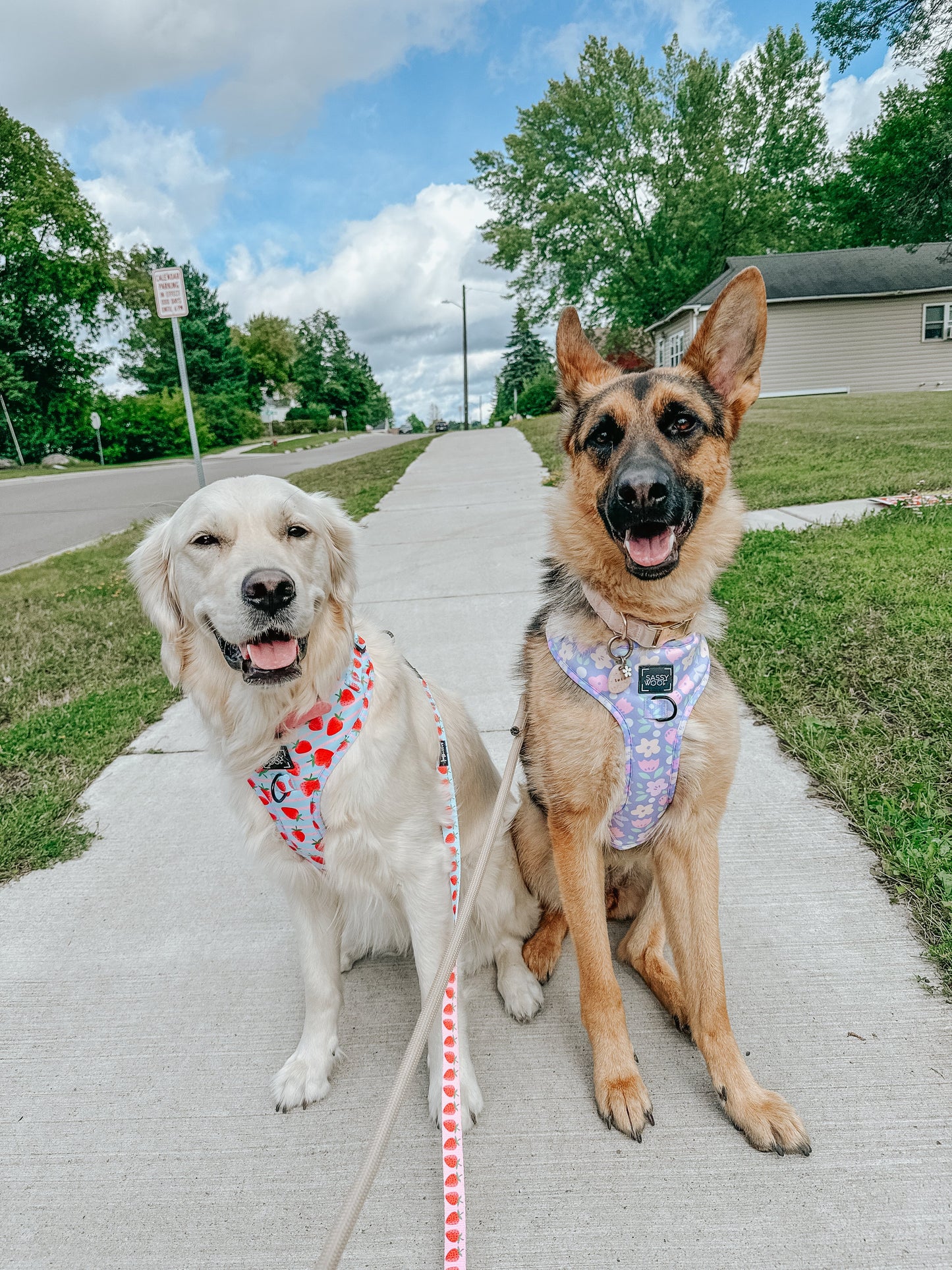 Dog Two Piece Bundle - Fleur de Sass