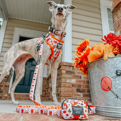 Dog Collar Three Piece Bundle - Peanuts™ Harvest