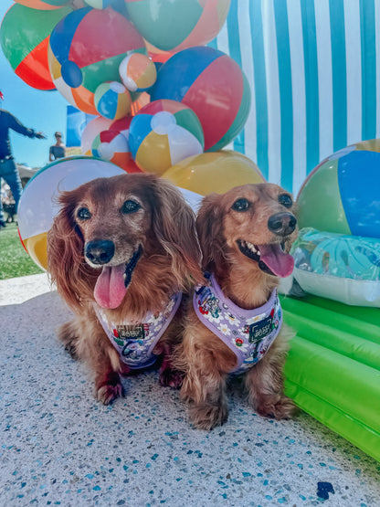 Dog Two Piece Bundle -  Alice in Wonderland (Purple)