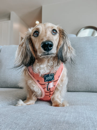 Dog Two Piece Bundle - Muscle Bod