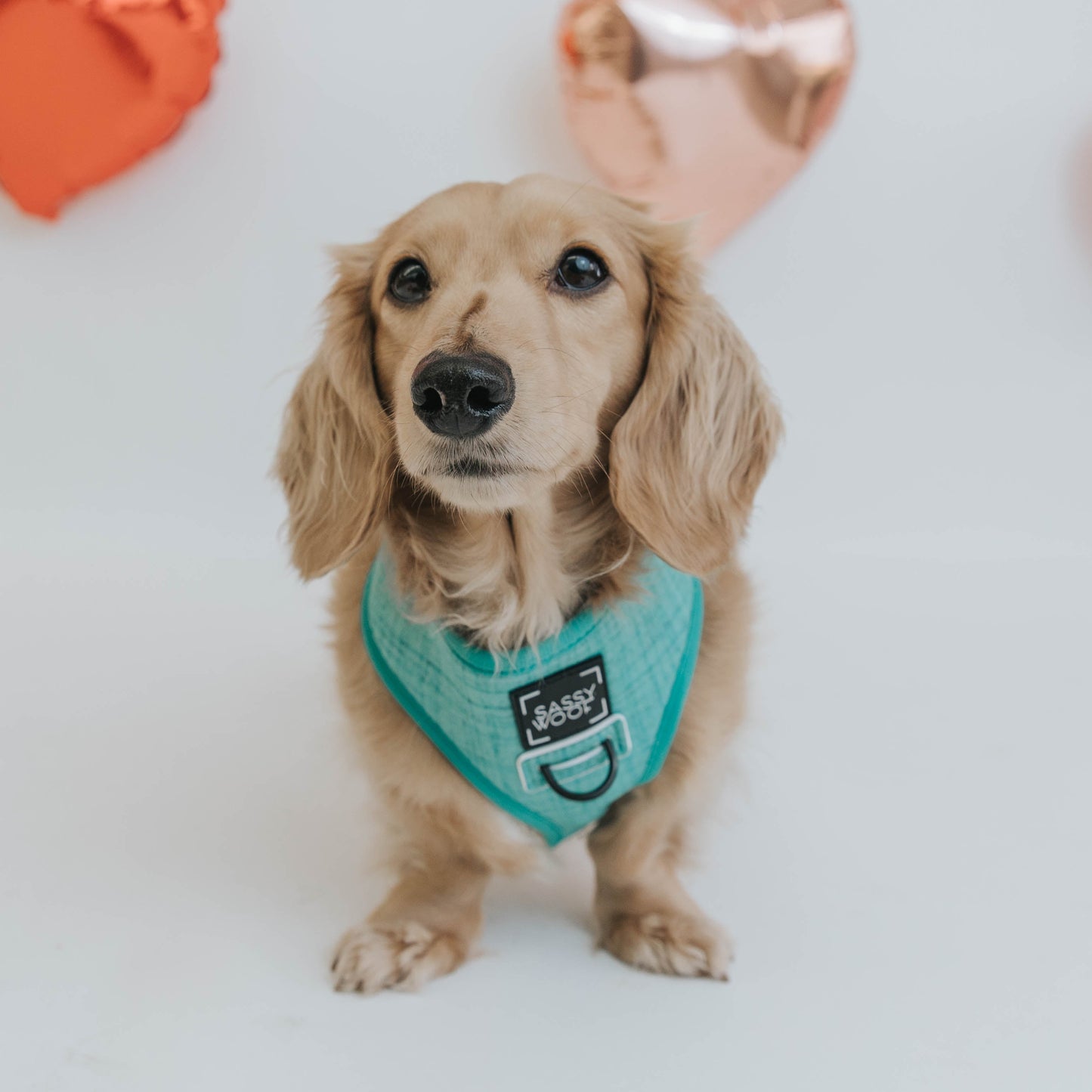 Dog Four Piece Bundle - Wag Your Teal