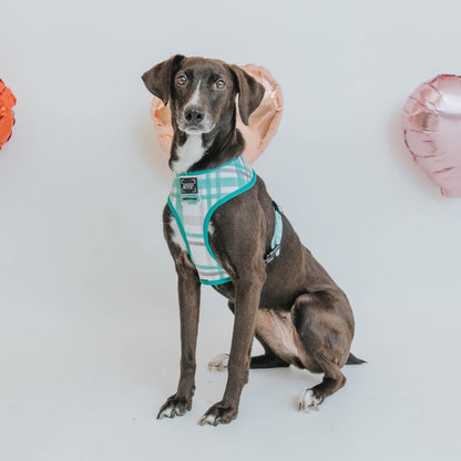 Dog Four Piece Bundle - Wag Your Teal