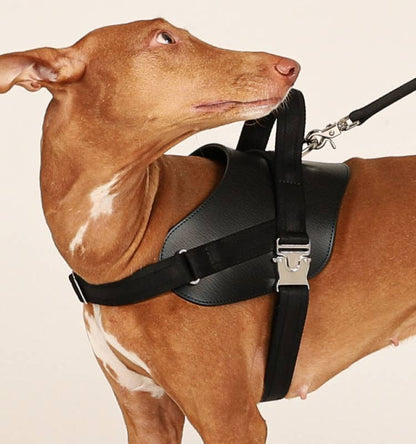 Hozi - Saddle Harness - Black