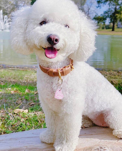 PoisePup - COLLAR - BELLA ROSE