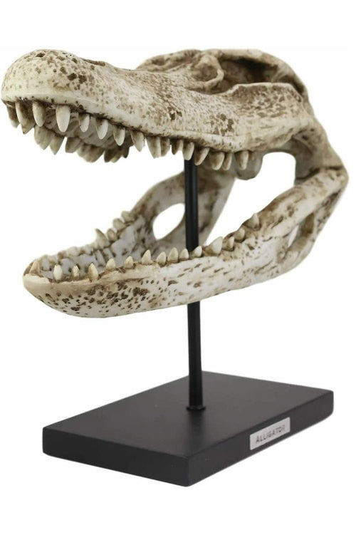 Aged Alligator Skull Replica