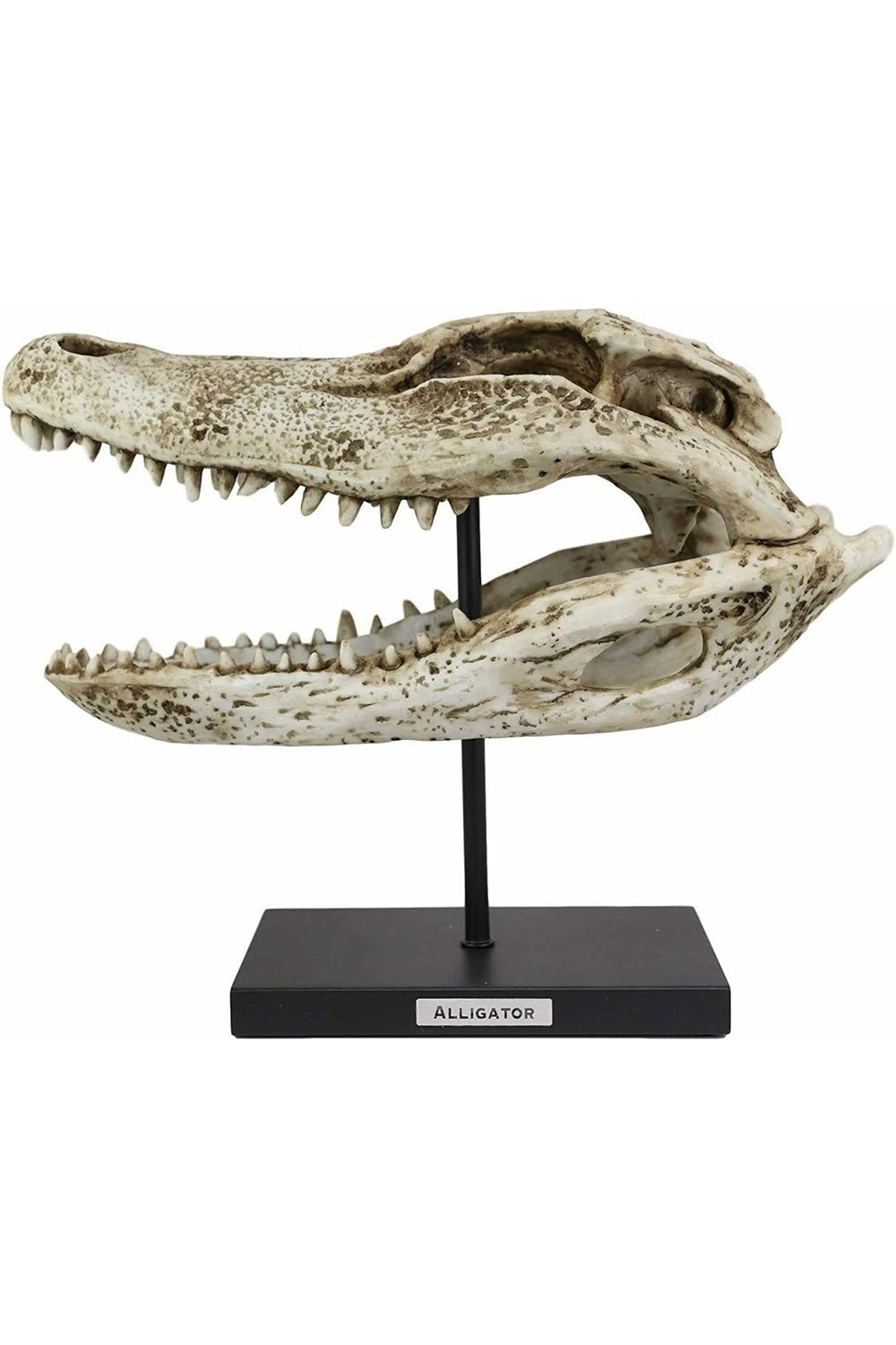 Aged Alligator Skull Replica