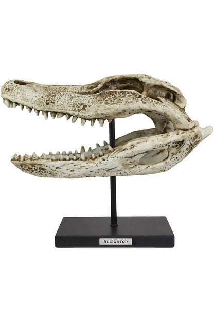 Aged Alligator Skull Replica