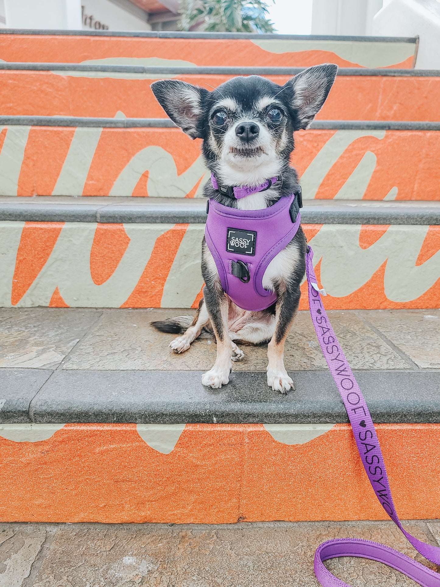Dog Collar - Neon Purple