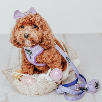 Dog Four Piece Bundle - Aurora