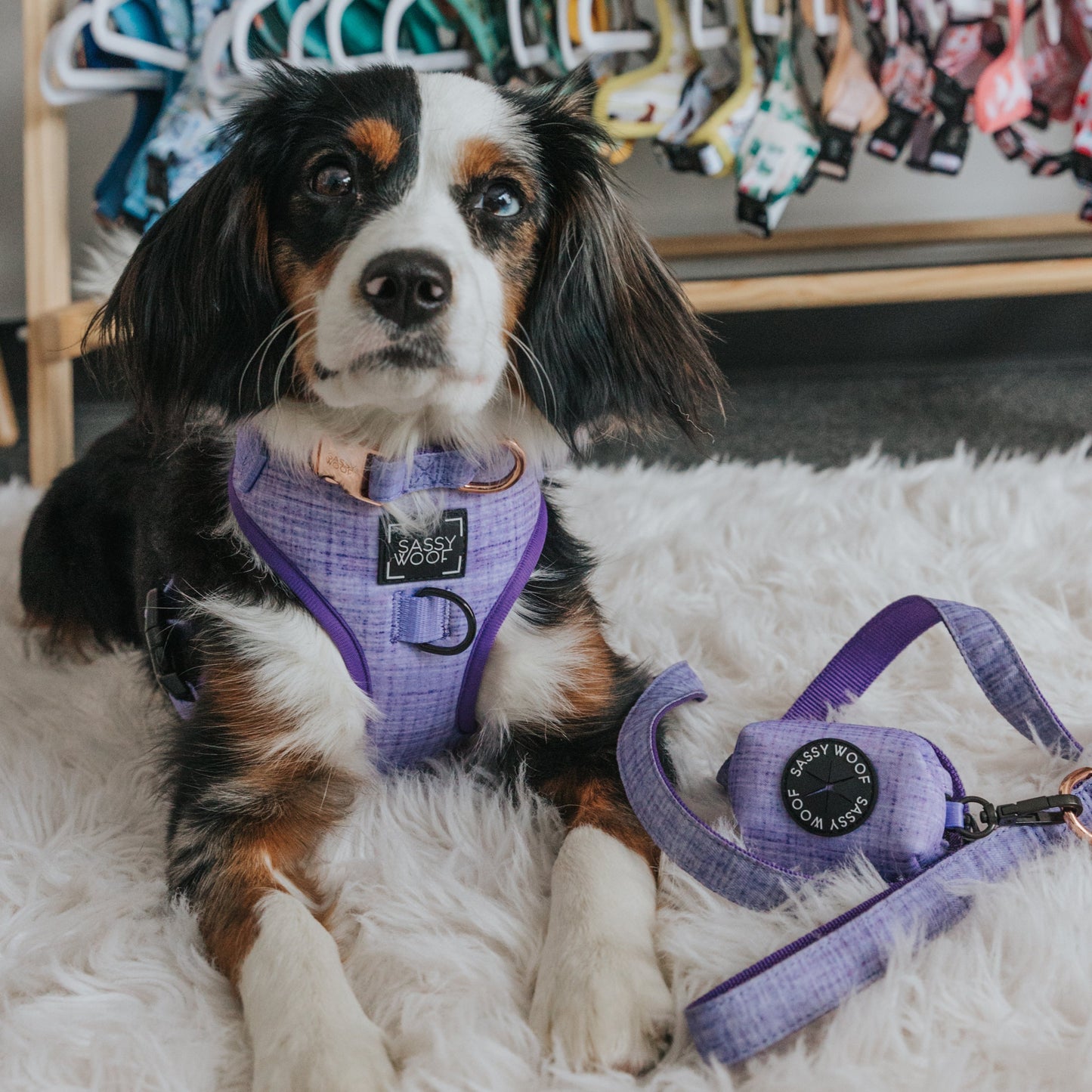 Dog Four Piece Bundle - Aurora
